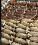 rebaño contra residuos