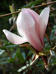 pronto veremos estas flores de nuevo