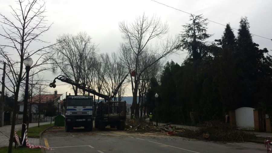 arboricidioTala chopos1