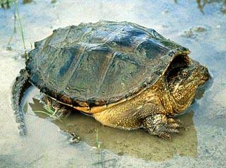 Chelydra_serpentina_Snapping_turtle