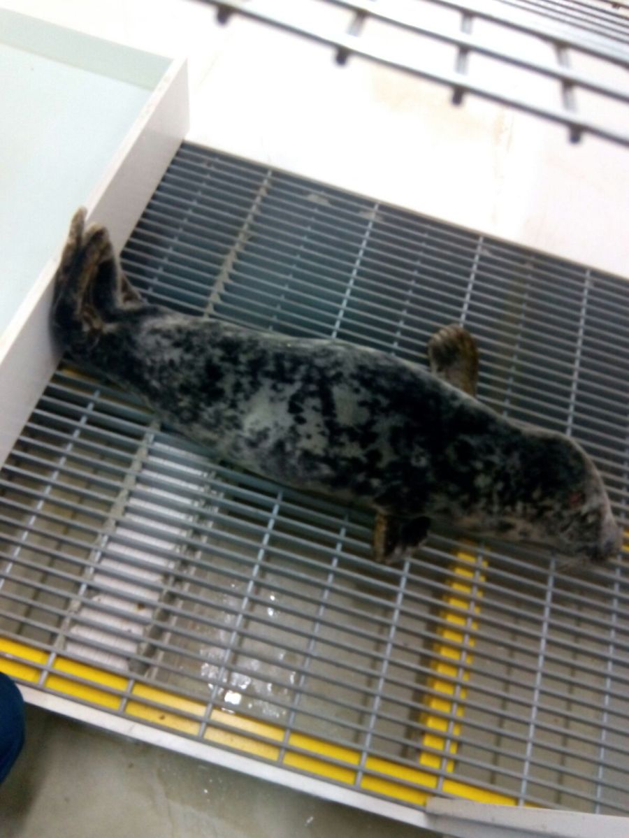 2016_01_06 Foca localizada en Llanes