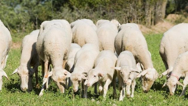 Legazpi (Gipuzkoa) celebra este domingo el Día del Pastor con los tradicionales concursos de queso y de perro pastor