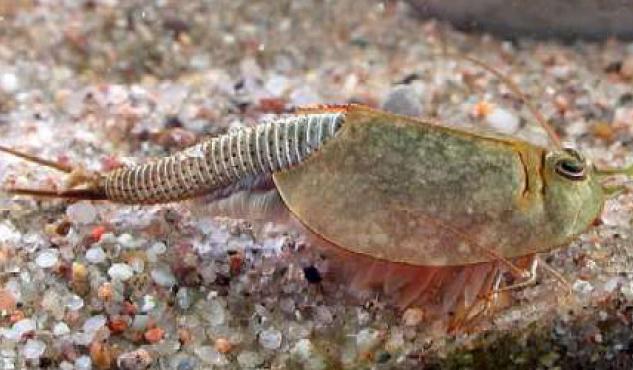 triops_longicaudatus