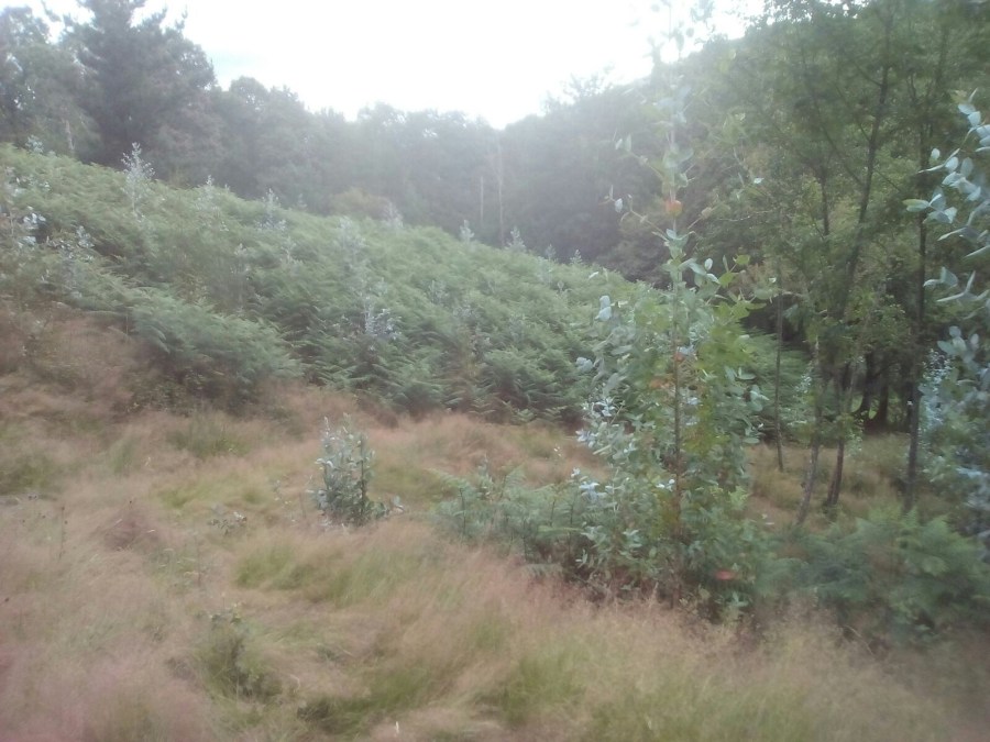 Ocalitos en robledal