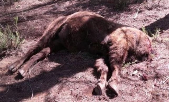 Uno de los bisontes de la Reserva de Valdeserrillas